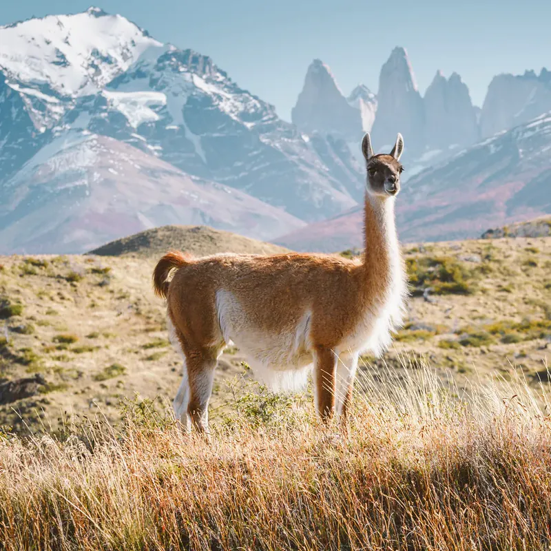 Patagonia