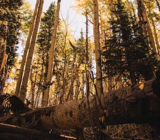 flagstaff