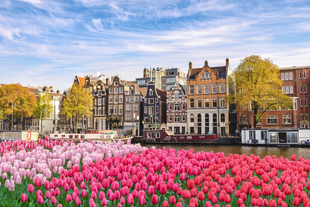 amsterdam tulips ovago