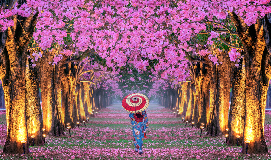 cherry blossom adventure in Japan