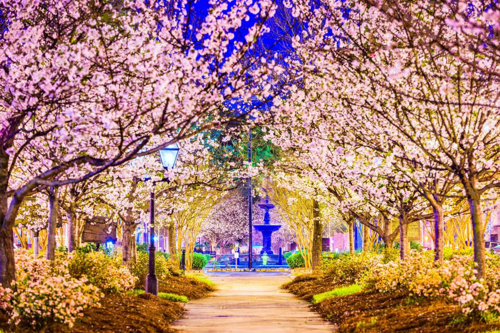 macon cherry blossom festival ovago