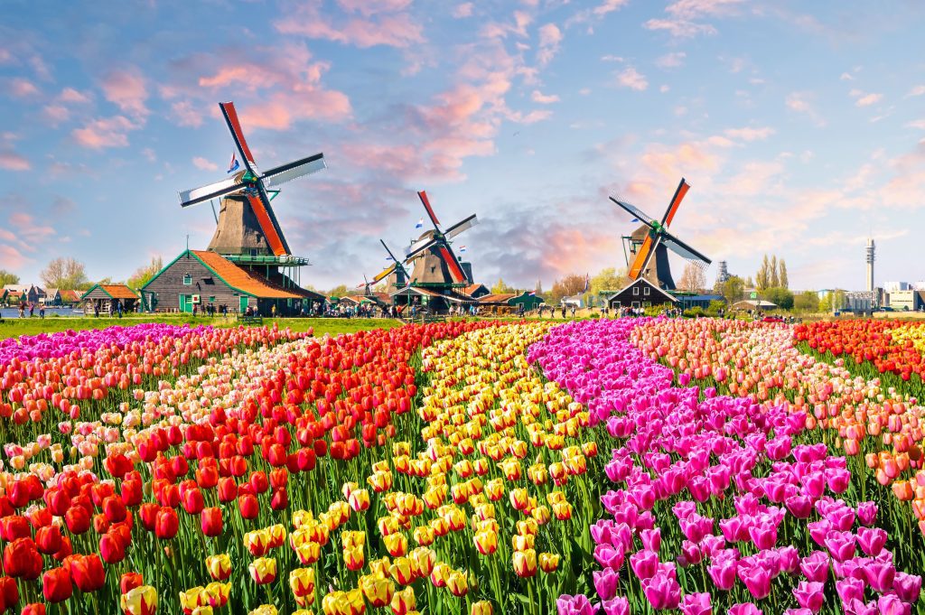 netherlands tulip season ovago