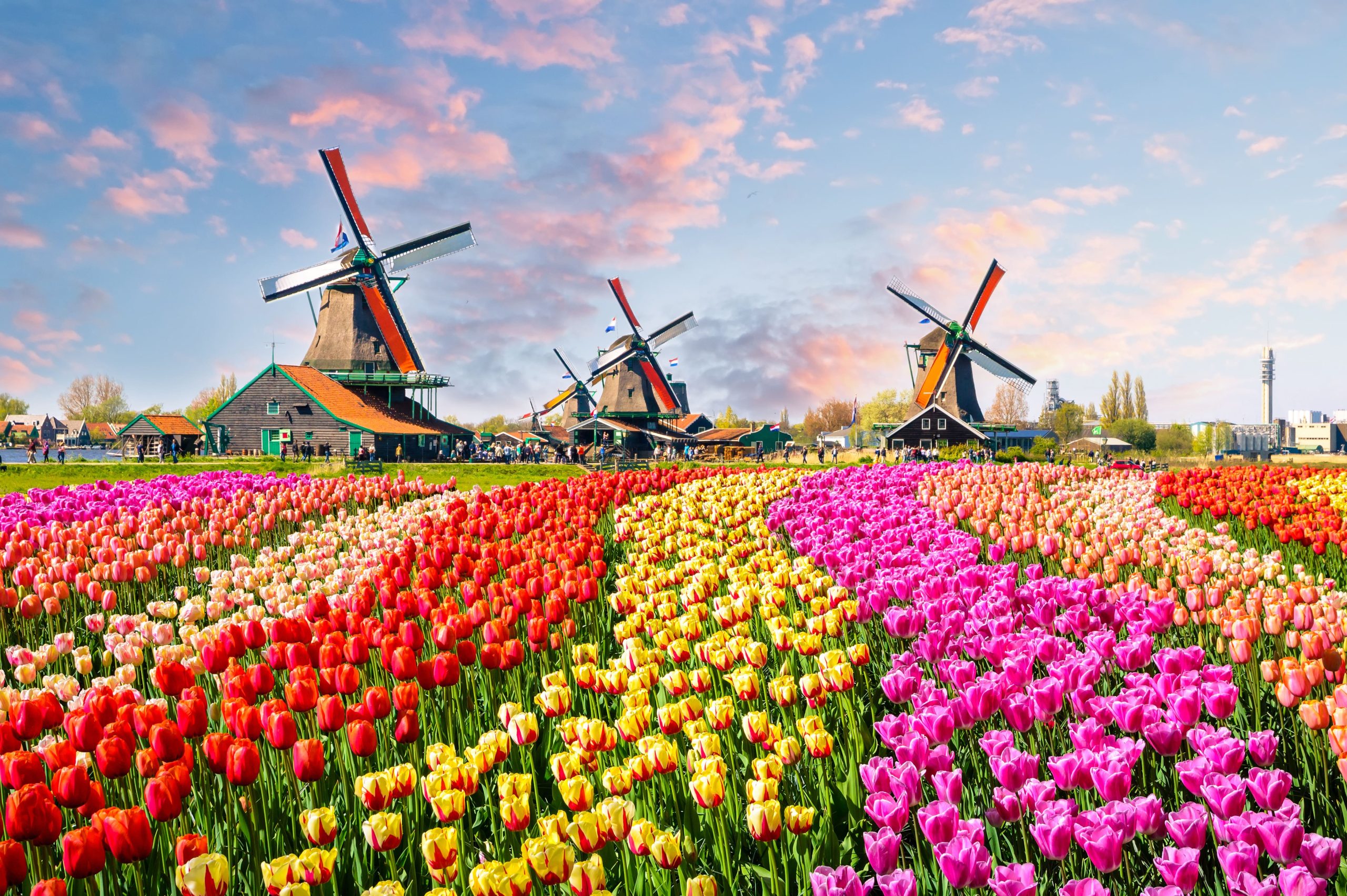 netherlands tulip season ovago