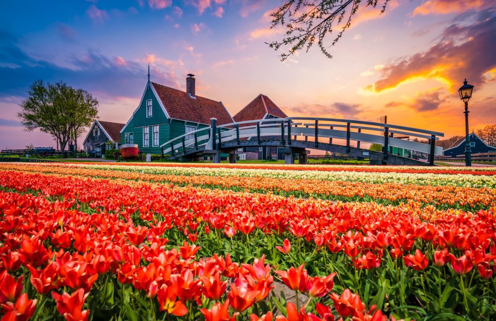 netherlands tulips ovago