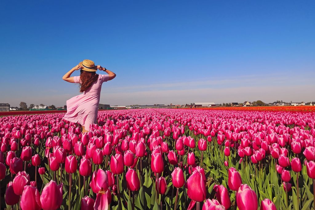 spring tulips ovago