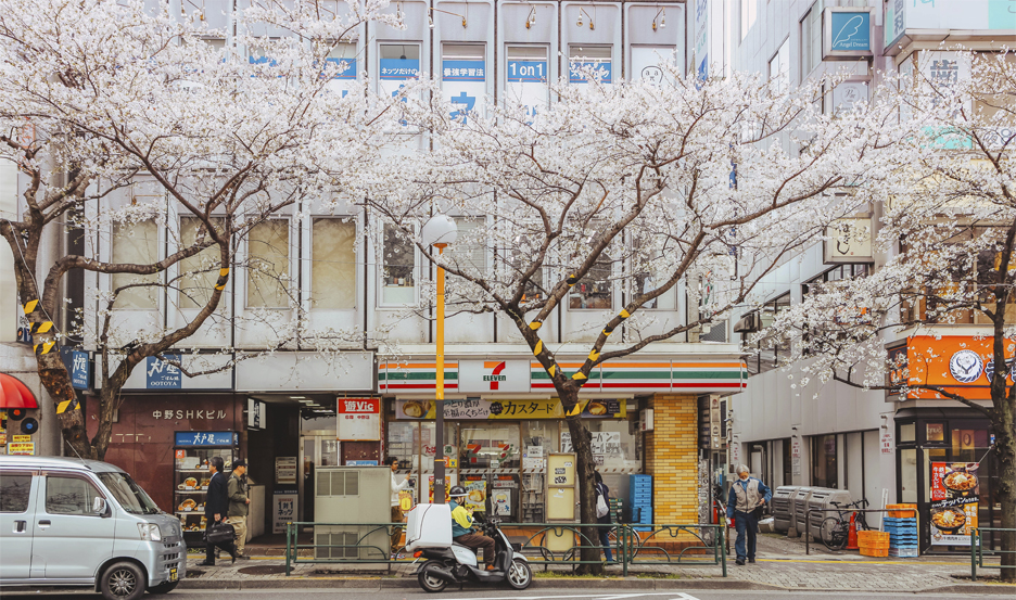 trip during the 2024 Japan cherry blossom season