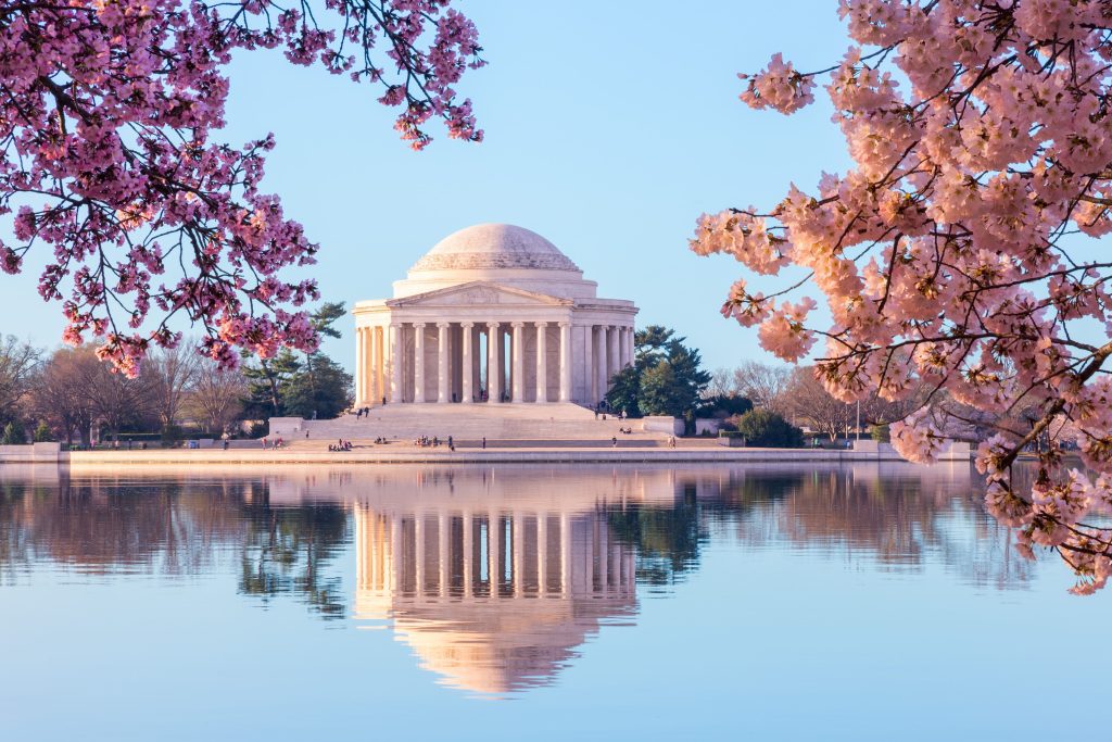 washington dc cherry blossom festival ovago
