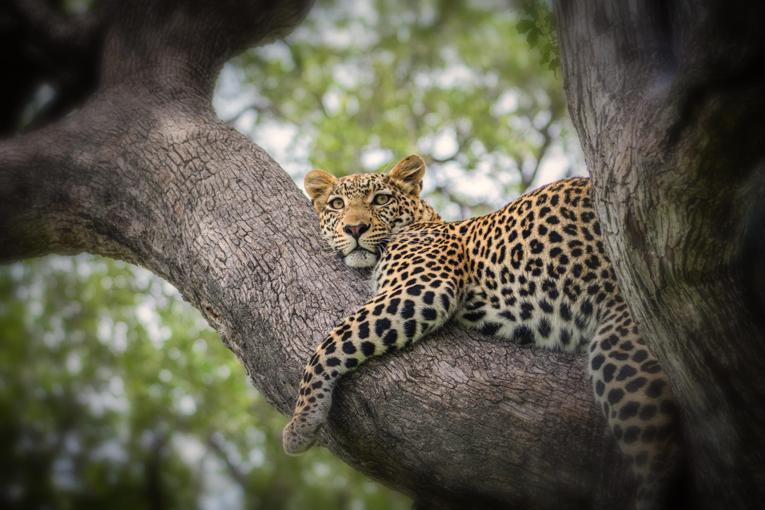 botswana-travel-ovago