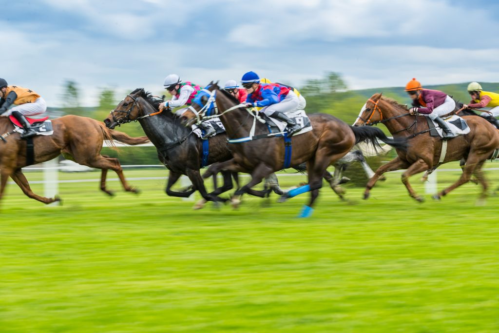 wellington cup ovago