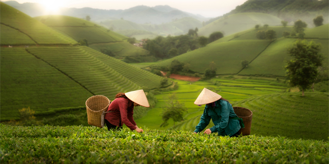 Sri Lanka tea tours
