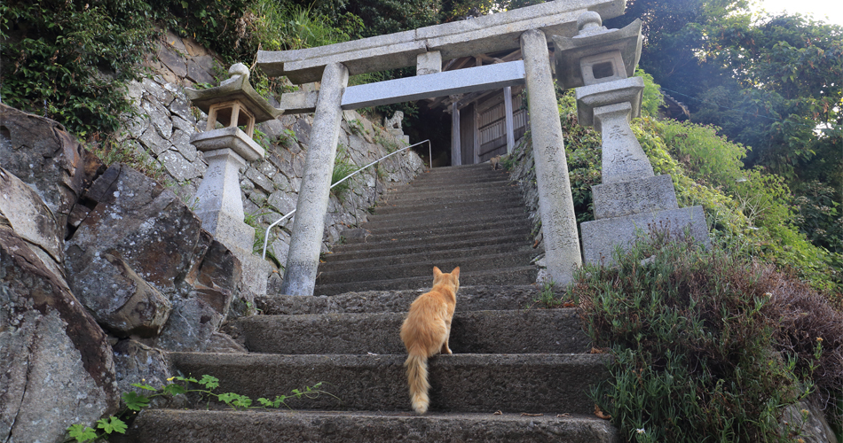cat island travel - Scenery of Aoshima island