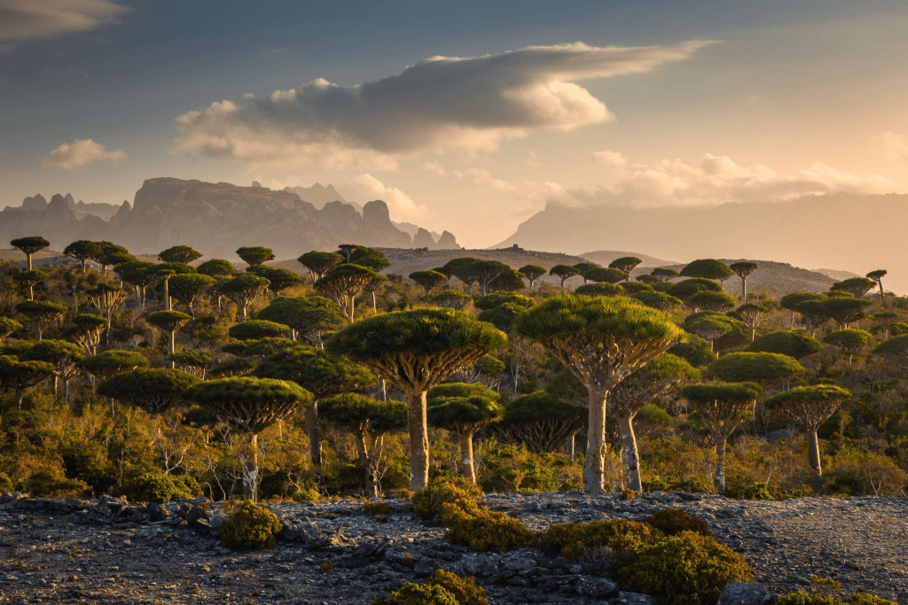 is socotra safe ovago
