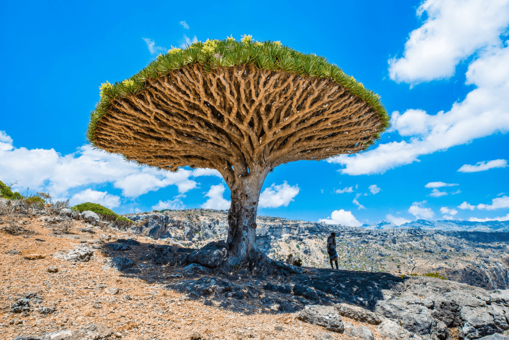 how to travel to socotra ovago