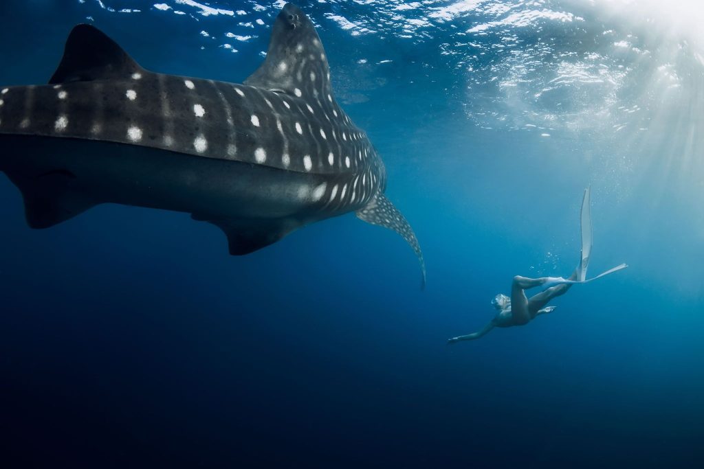 whale shark season ovago