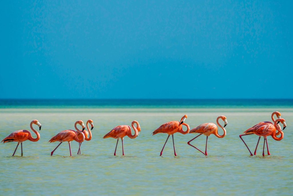 pink flamingos in the yum balam reserve ovago