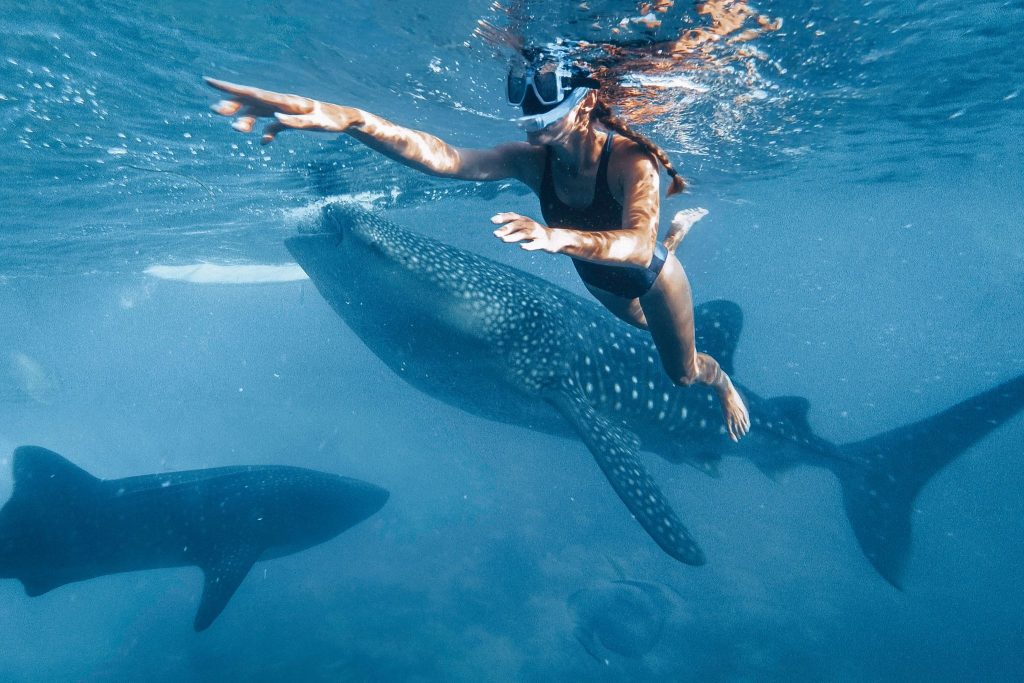 swim with whale sharks in isla holbox ovago