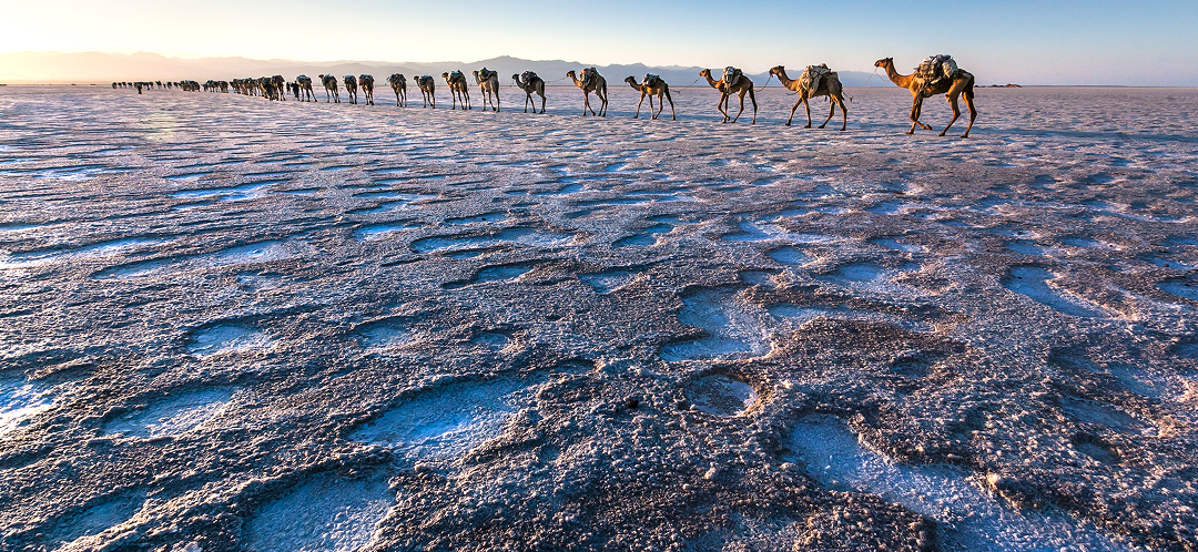 afar desert caravan danakil ovago