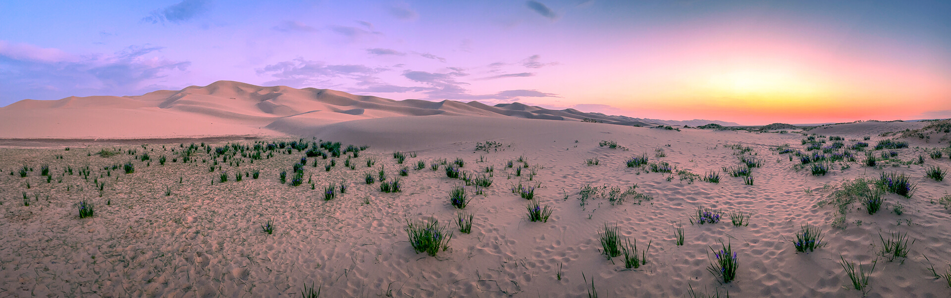desert sand dunes sunset panorama with pastel sky and sparse vegetation