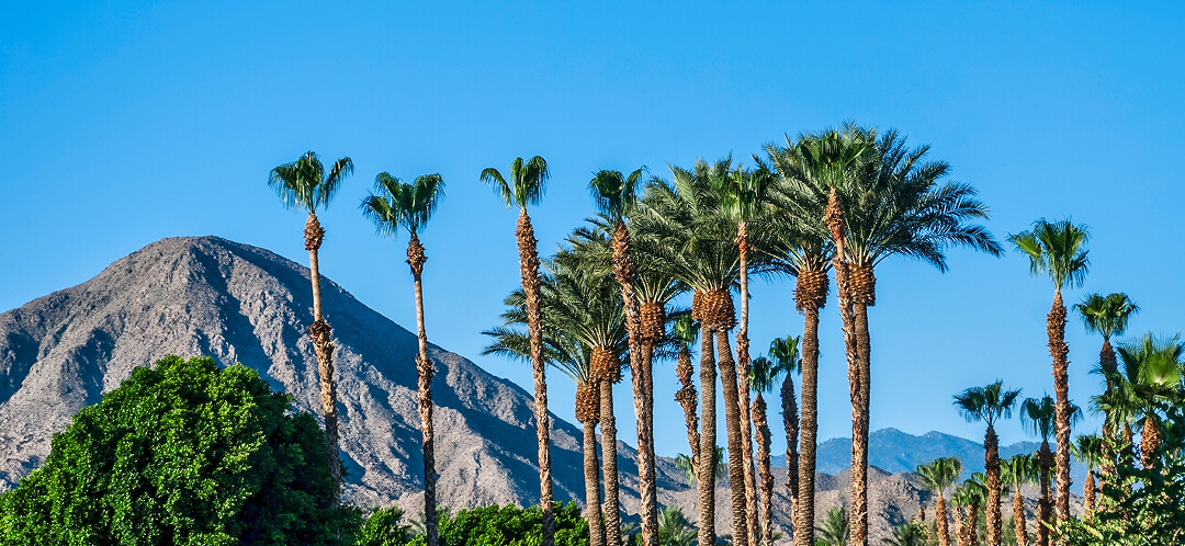 warm december vacation palm springs
